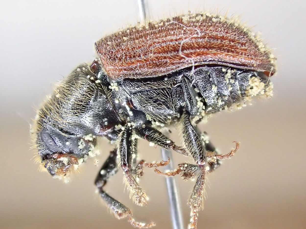 Beetles